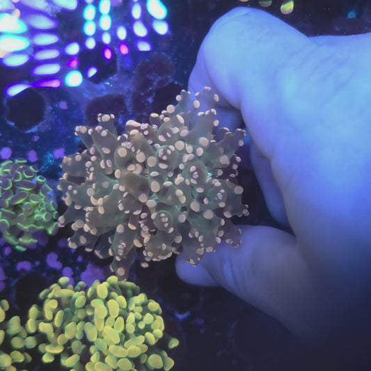 Pink and Green Frogspawn (Video in pics)