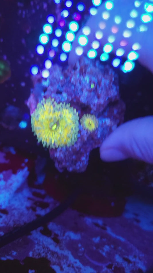 Rainbow Lemonade Yuma Rock (Video in pics)