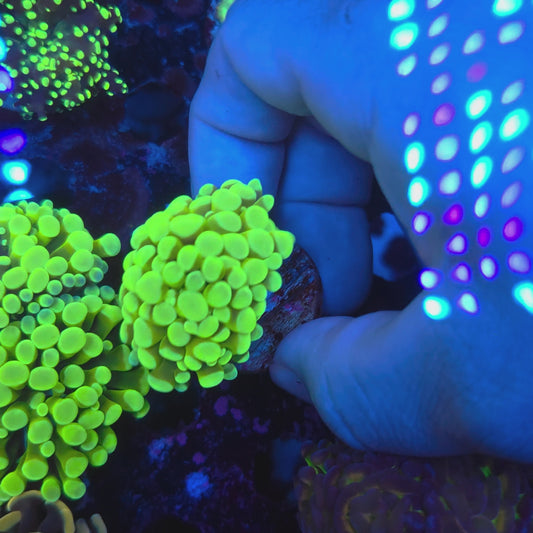 Bright Neon Green Hammer Splitting (Video in pics)