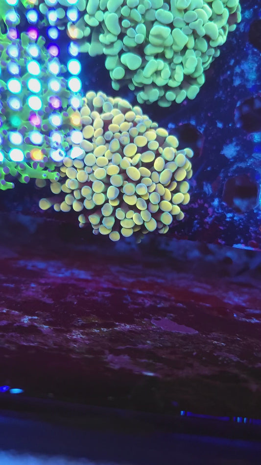 Aquacultured Bright Gold Hammer Mini Colony (Video in pics)