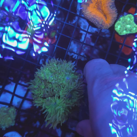 Duncan Colony (Video in pics)