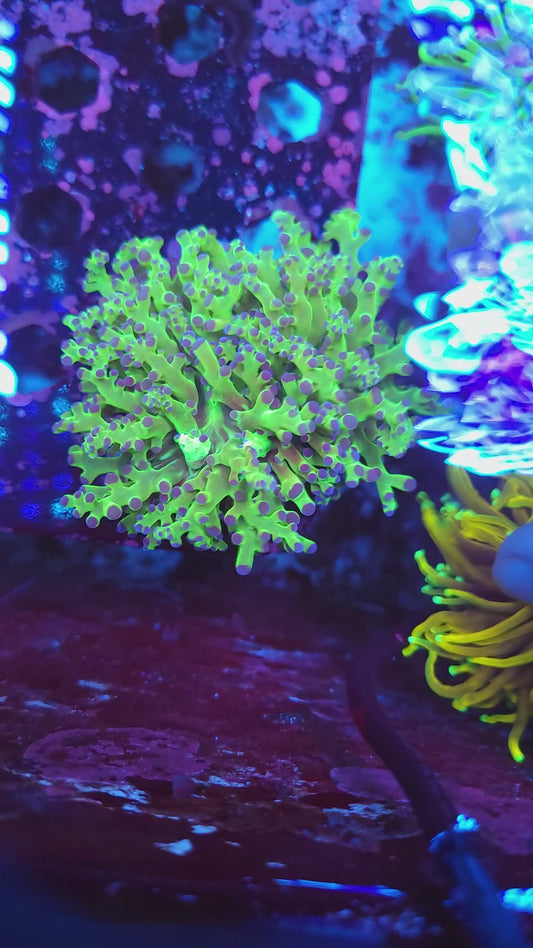 Fat Splitting Neon Frogspawn (Video in pics)