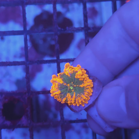 Bicolor Inferno Yuma (Video in pics)