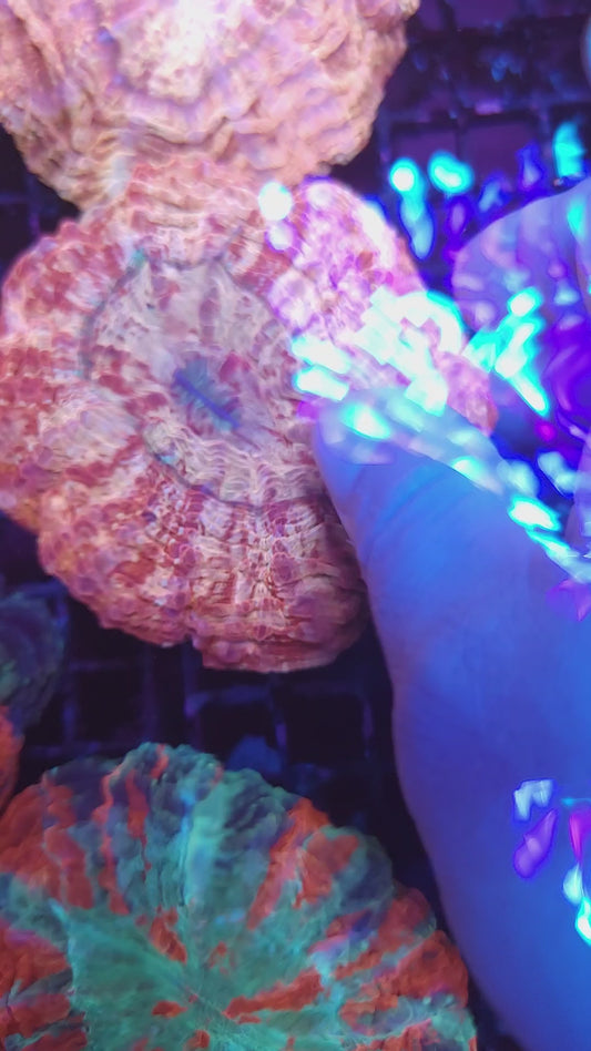 Crazy Pink Gold Orange and Red Acantho (Video in pics)