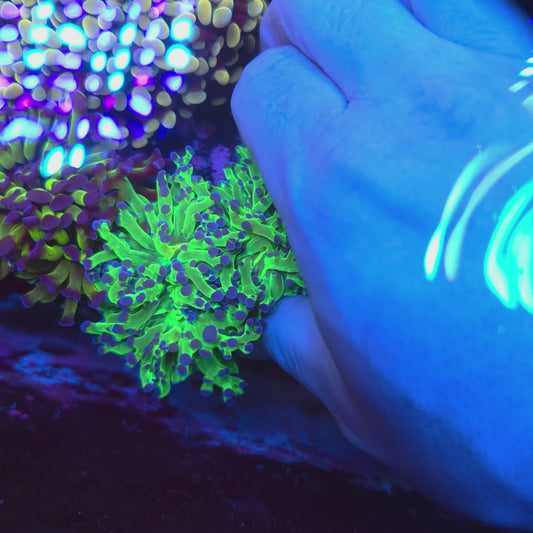Neon Green Purple Tip Frogspawn Double (Video in pics)