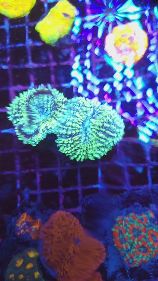 Crazy Bright Toxic Lobo Double (Video in pics)
