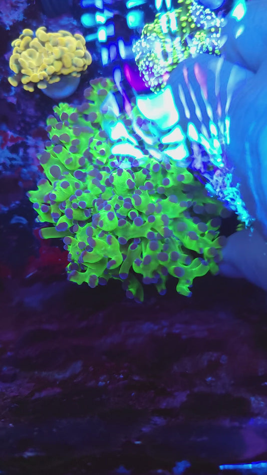 Neon Green with Purple Tip Frogspawn Splitting