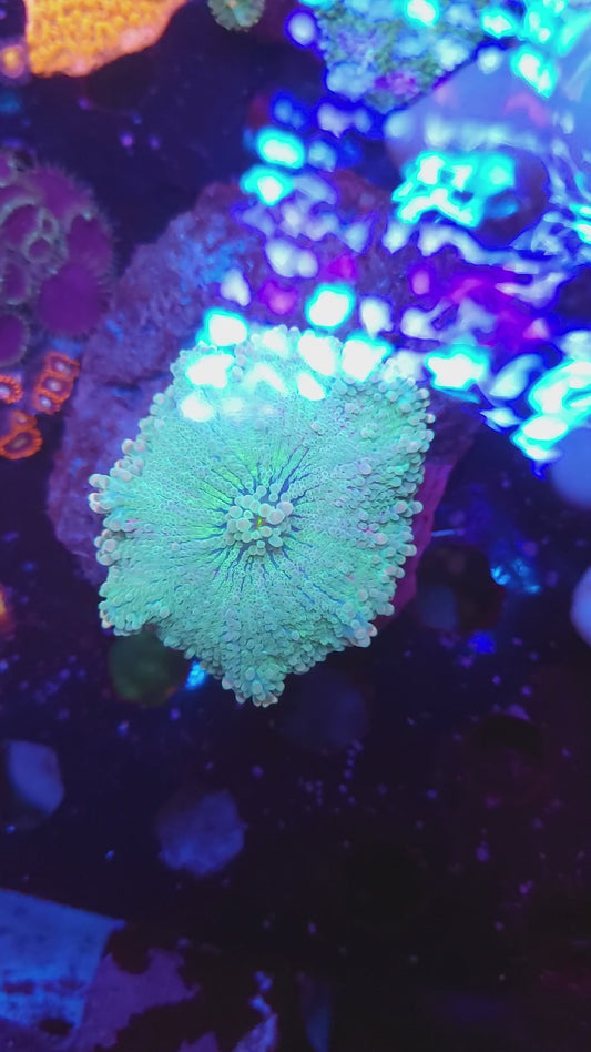 Crazy Cotton Candy Yuma (Video in pics)