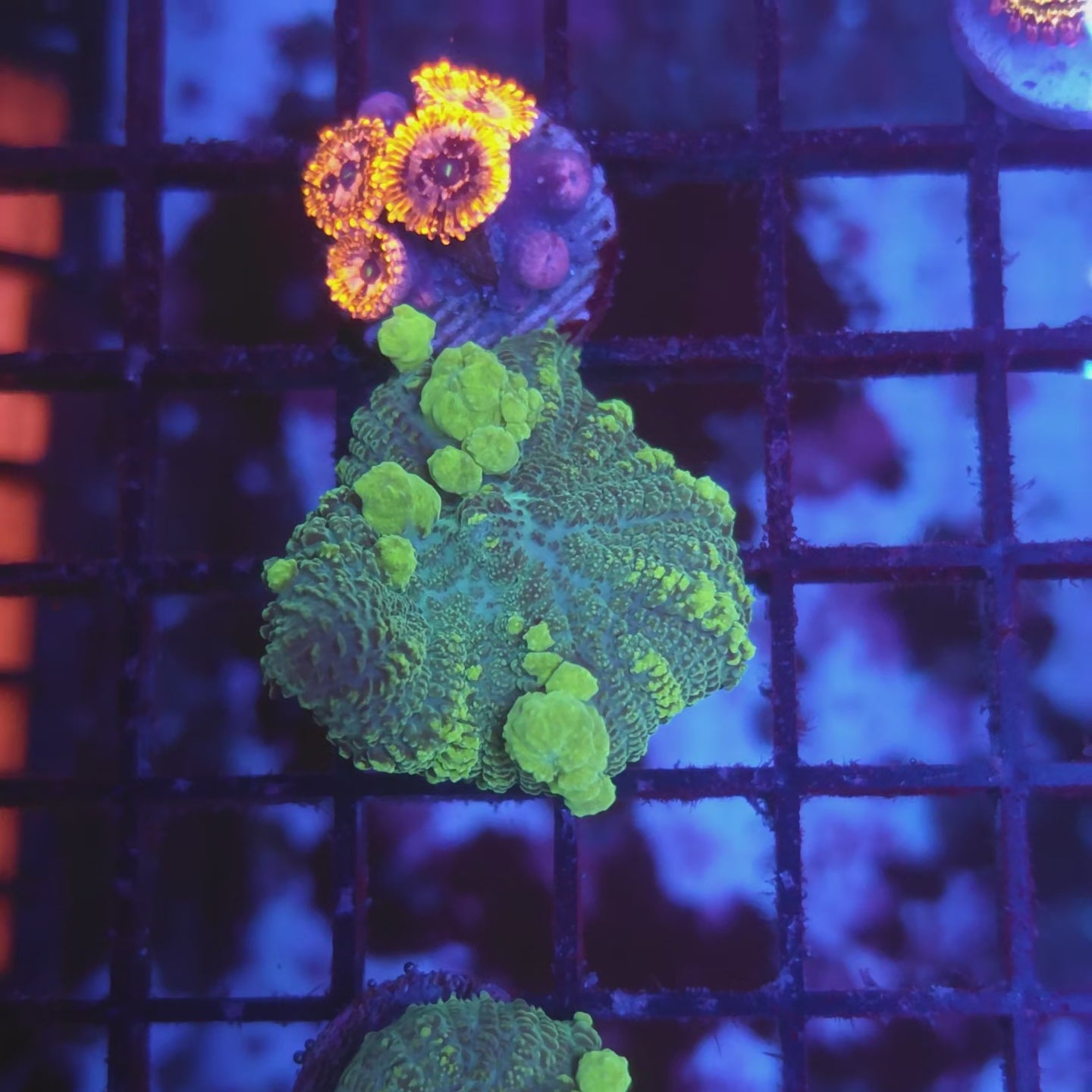 Biohazard Bounce Mushroom (Video in pics)