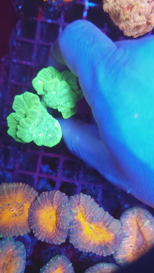 Neon Green Candy Cane Aquacultured (Video in pics)