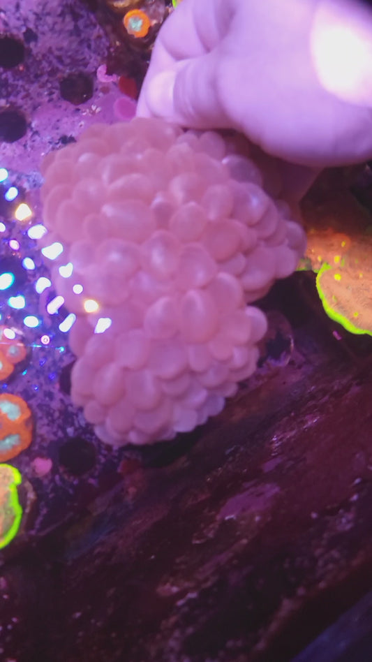 XL Pink Bubble Coral