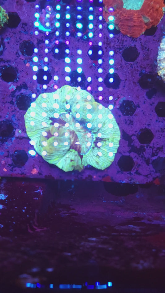 Ultra Trachy (Video in pics)