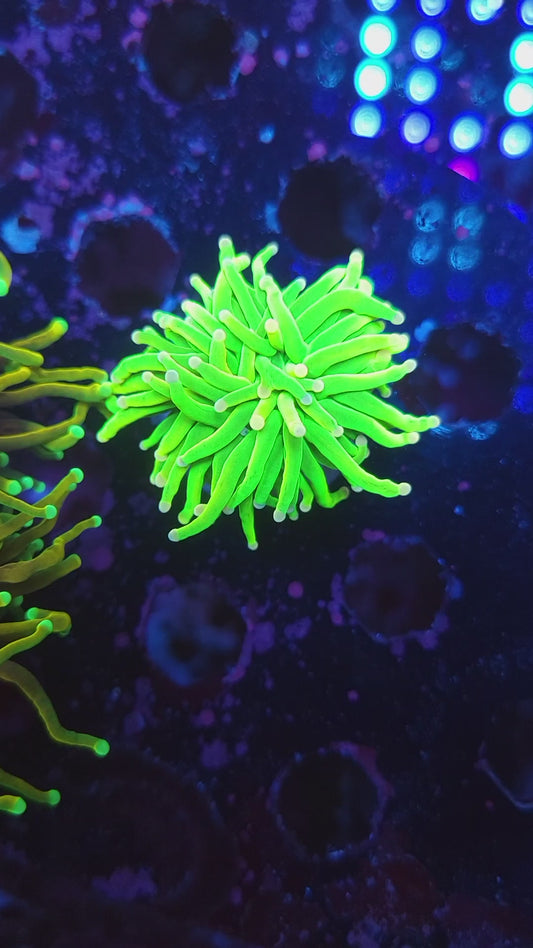 Cotton Candy Grail Torch (Video in pics)