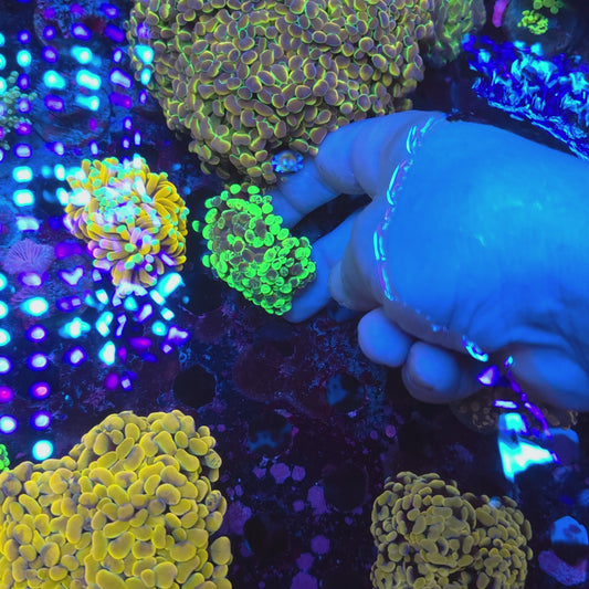 Bright Toxic Splatter Hammer Double (Video in pics)