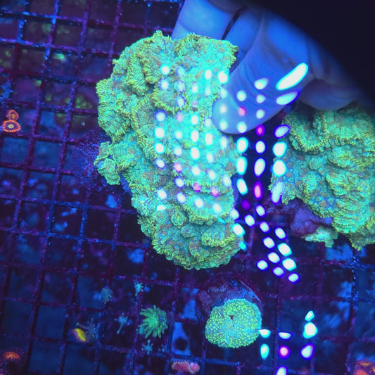 Bullseye Mushroom Colony Rock (Video in pics)