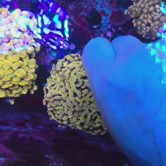 Bright Gold Rainbow Hammer Colony Aquacultured (Video in pics)