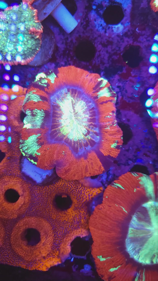 Red Rainbow Wellso (Video in pics)