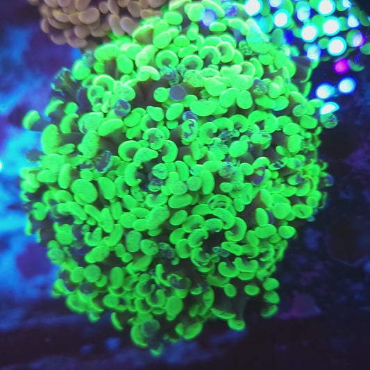 Aquacultured Neon Green Hammer Colony 5-6 Heads (Video in pics)