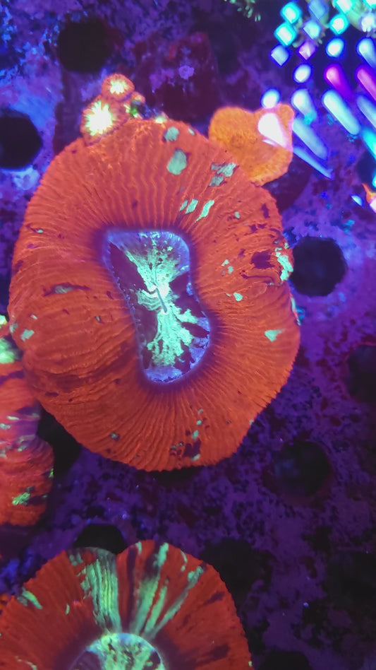 Red Multicolor Wellso (Video in pics)