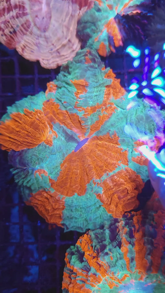 Crazy Bright Large Acantho (Video in pics)