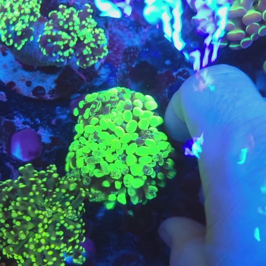 Bright Toxic Splatter Hammer Mini Colony (Video in pics)
