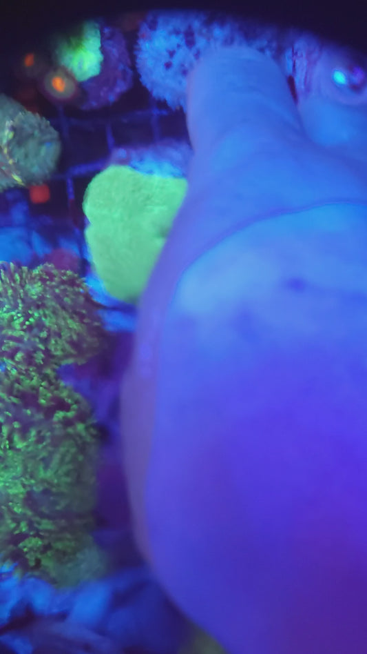 Neon Green Elephant Ear Mushroom