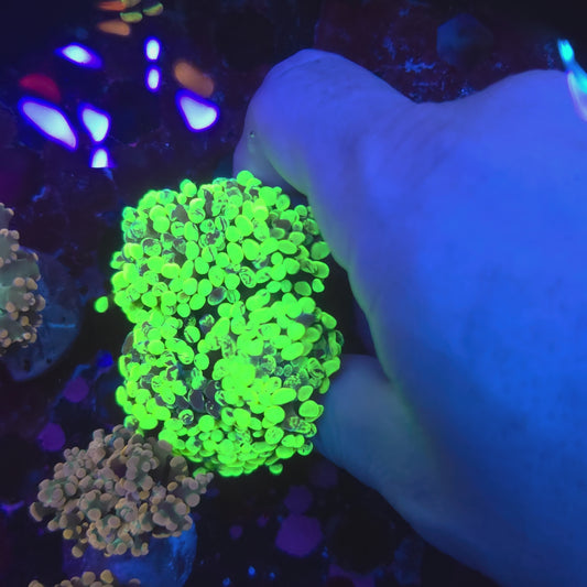 Bright Toxic Splatter Hammer Aquaculture Colony (Video in pics)