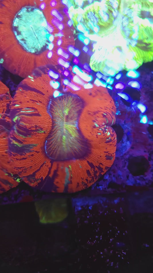 Red Rainbow Wellso (Video in pics)