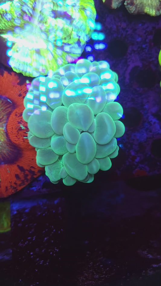 Green Bubble Coral (Video in pics)