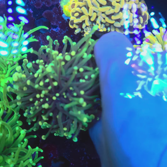 Lemon Lime Tip Torch Splitting (Video in pics)