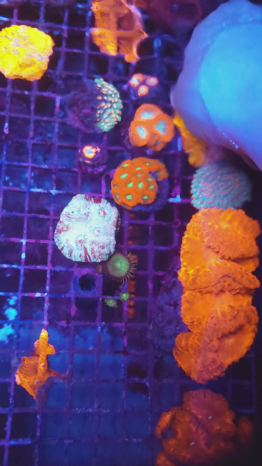 Grownout Bright Orange Leposeris (Video in pics)