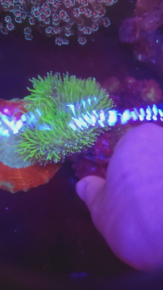 Neon Green Long Polyp Toadstool Leather