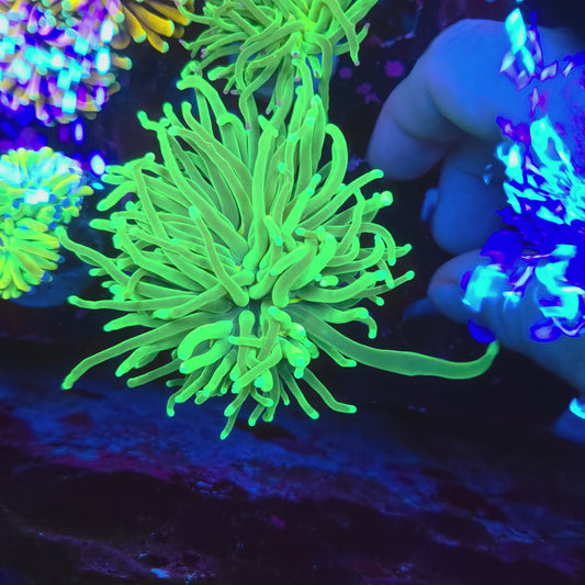 Super Bright Neon Green Torch (Video in pics)