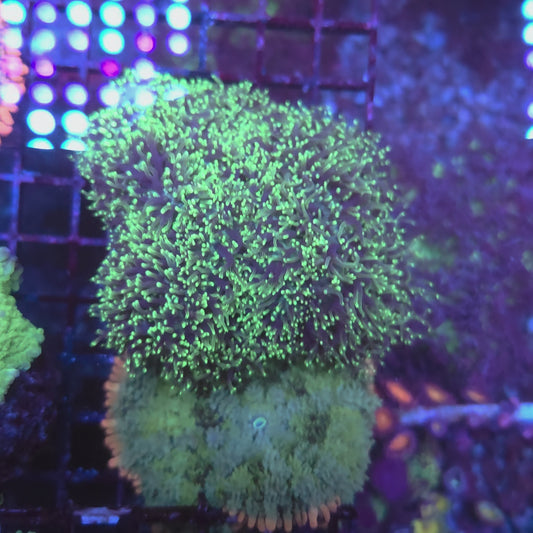 Bright Green Hairy Mushroom Colony Rock (Video in pics)