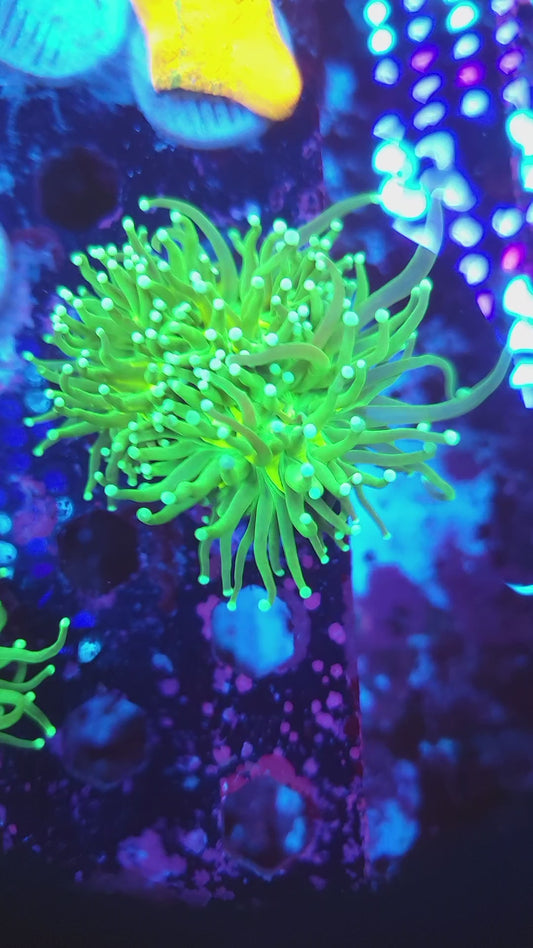 Mean Green Torch Double (Video in pics)