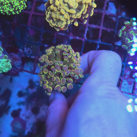 Rainbow Hologram Hammer Nice Size (Video in pics)