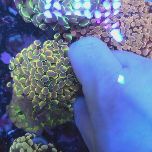 Rainbow Hologram Hammer Triple (Video in pics)