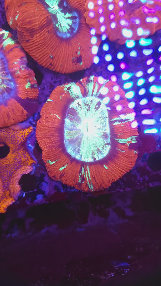 Multicolor Wellso (Video in pics)