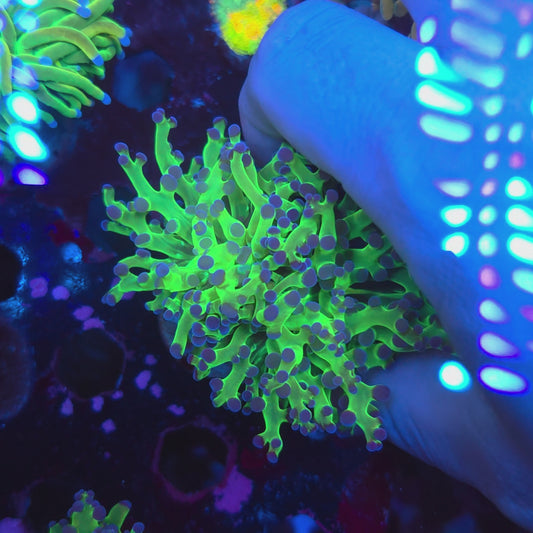 Neon Green Purple Tip Frogspawn Splitting (Video in pics)
