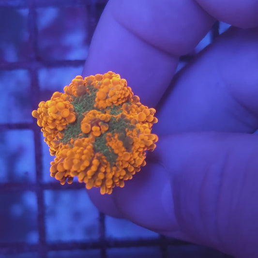 Bicolor Inferno Yuma (Video in pics)