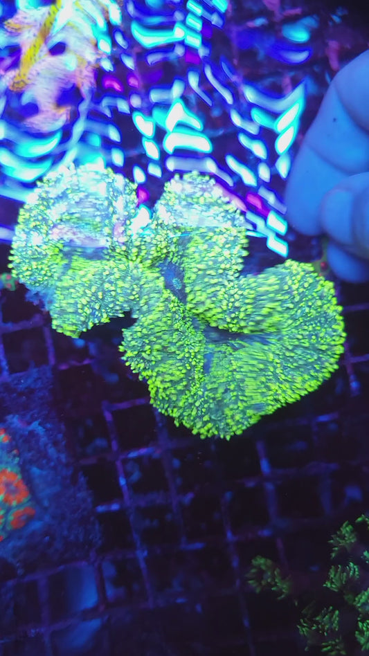 Lemon Lime Large Lobo (Video in pics)