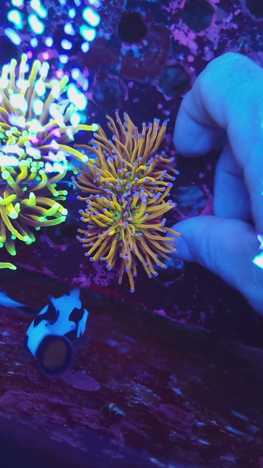 Ultra Knicks Torch Double (Video in pics)