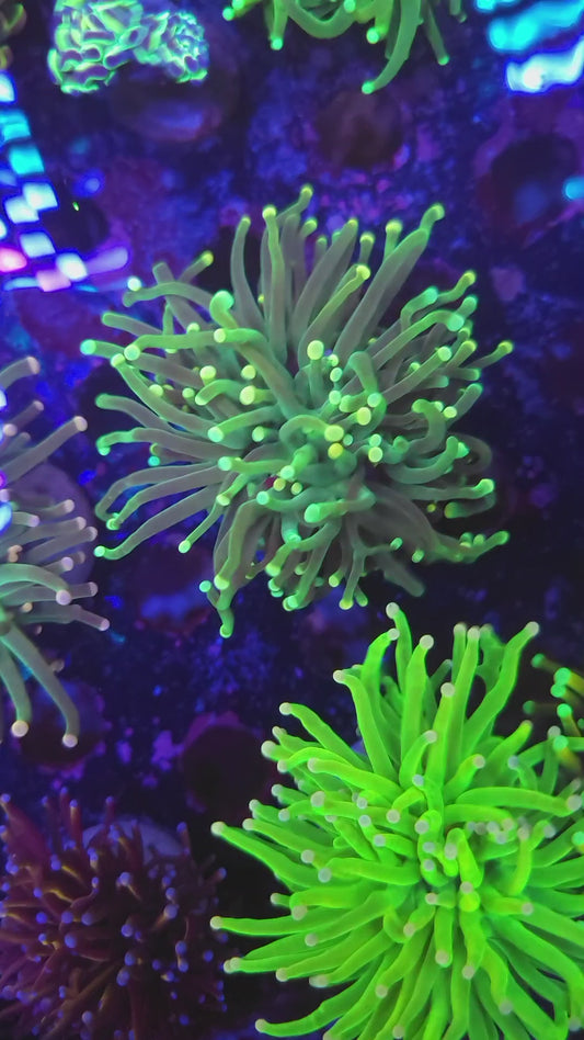 Yellow Tip Torch (Video in pics)
