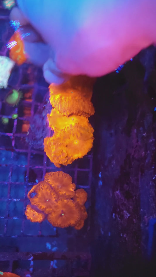 Crazy XL Head Bright Red Blasto Colony Many Babies (Video in pics)