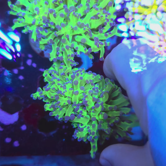 Neon Green Purple Tip Frogspawn Double i(Video in pics)