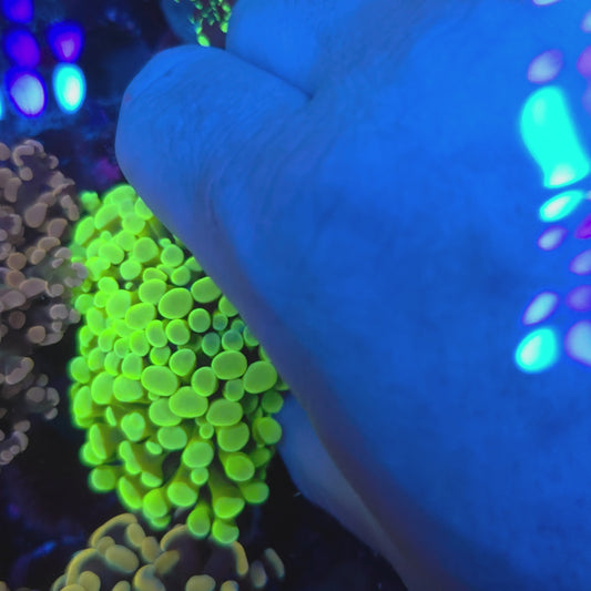 Bright Neon Green Hammer Double (Video in pics)