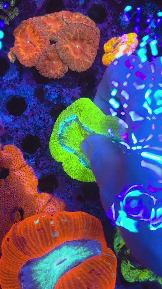 Bright Neon Green Trachy