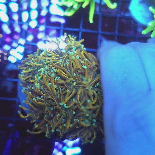 Ultra Gold Torch Colony 5-6 Heads (Video in pics)