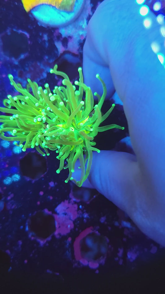 Mean Green Torch Double (Video in pics)