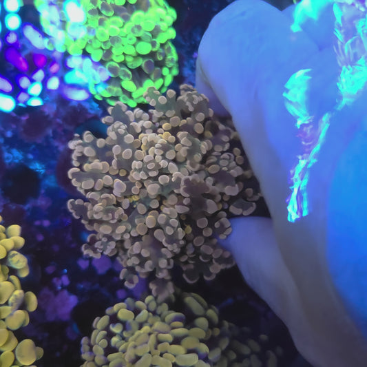 Pink and Green Frogspawn (Video in pics)